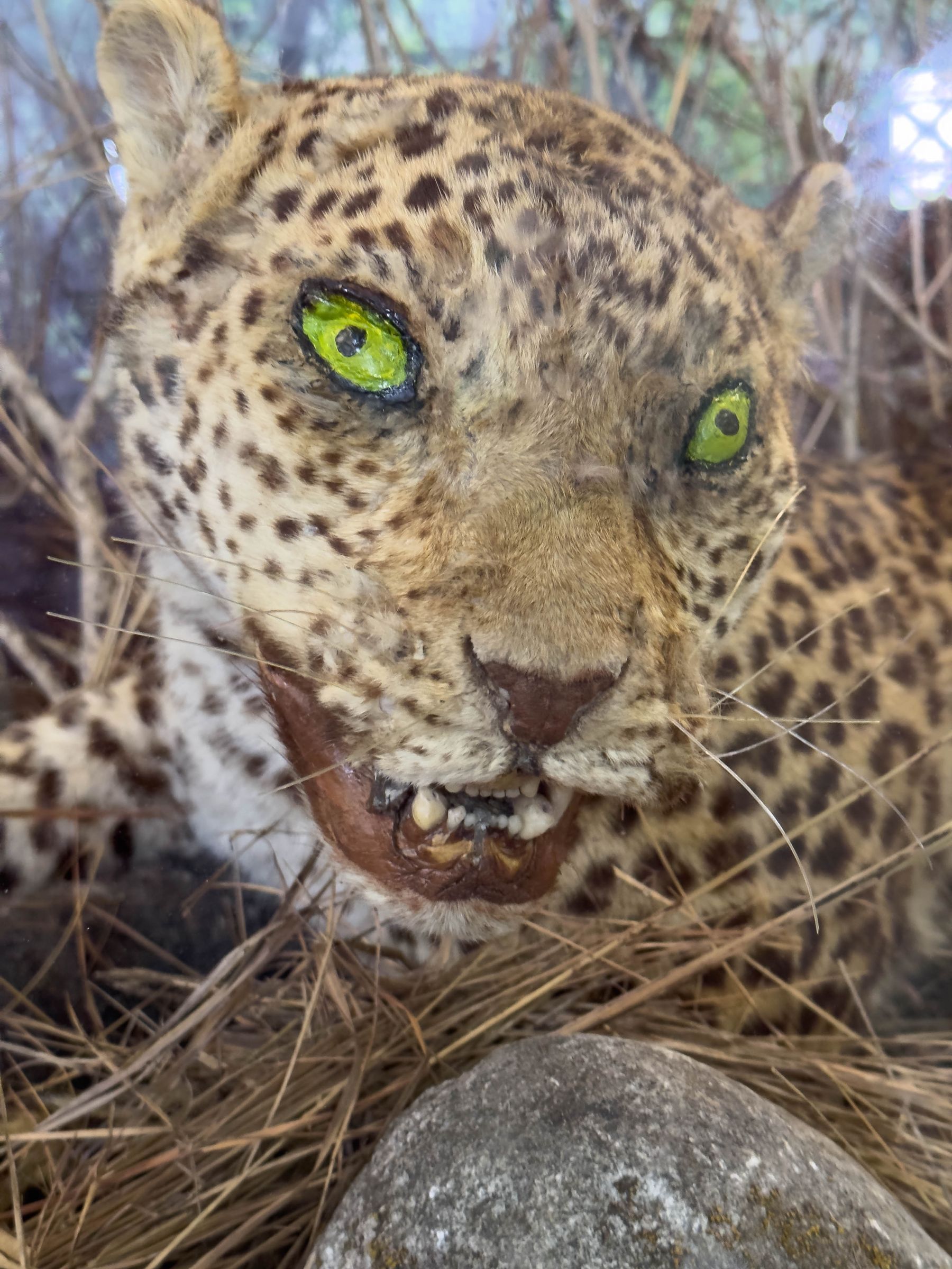A Taxidermy Highlight: Leopard with Super Realistic Yellow Eyes